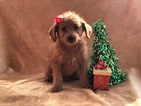 Small Photo #2 Labradoodle-Poodle (Miniature) Mix Puppy For Sale in CEDAR LANE, PA, USA