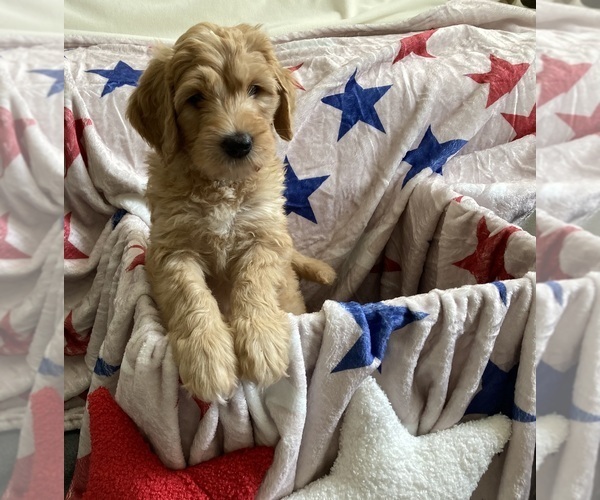 Medium Photo #3 Australian Labradoodle-Bernedoodle Mix Puppy For Sale in ATWATER, CA, USA