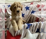 Small #2 Australian Labradoodle-Bernedoodle Mix