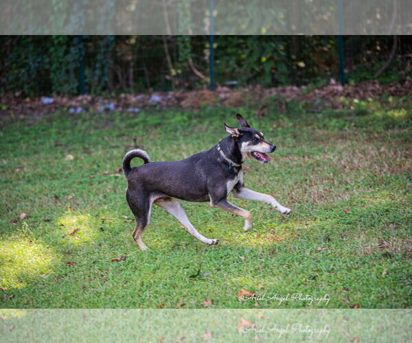 Medium Photo #13 Rottweiler-Unknown Mix Puppy For Sale in Munford, TN, USA