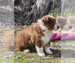 Small Photo #6 Miniature Australian Shepherd Puppy For Sale in O NEALS, CA, USA