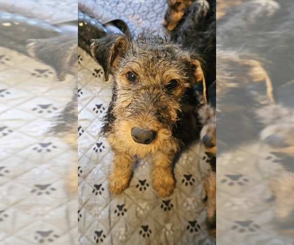Medium Photo #2 Airedale Terrier Puppy For Sale in SAGINAW, MI, USA