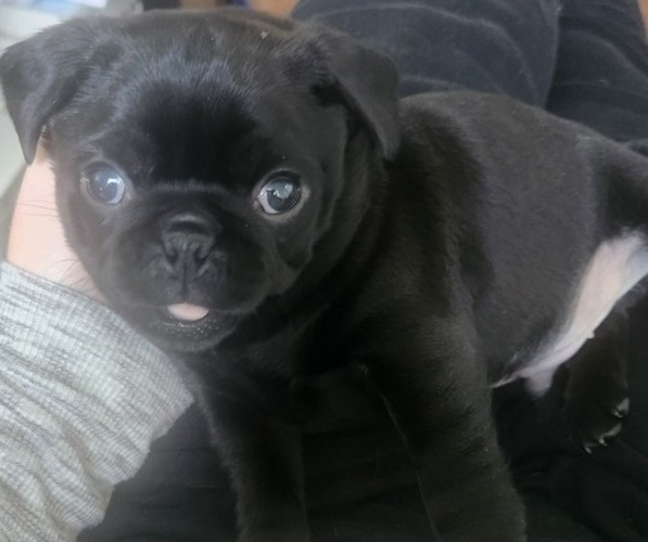 Medium Photo #10 Pug Puppy For Sale in LOS ANGELES, CA, USA