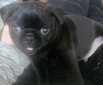 Small #9 Pug