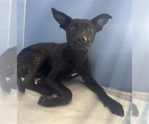 Medium Photo #1 German Shepherd Dog-Unknown Mix Puppy For Sale in San Bernardino, CA, USA