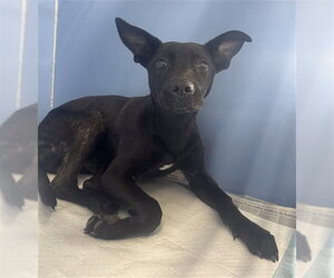 German Shepherd Dog-Unknown Mix Dogs for adoption in San Bernardino, CA, USA