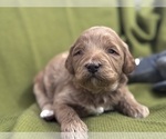 Small Photo #5 Goldendoodle Puppy For Sale in HARTFORD, CT, USA