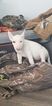 Small Photo #100 Bull Terrier Puppy For Sale in JACKSON, MI, USA