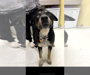 Rottweiler-Unknown Mix Dogs for adoption in Seattle, WA, USA