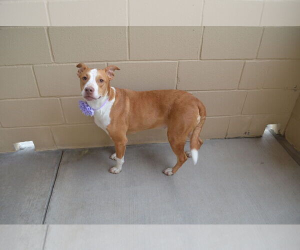 Medium Photo #1 American Pit Bull Terrier-Unknown Mix Puppy For Sale in McKinney, TX, USA