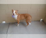 Small American Pit Bull Terrier Mix
