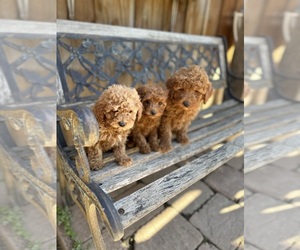 Doodle-Poodle (Toy) Mix Puppy for sale in MODESTO, CA, USA
