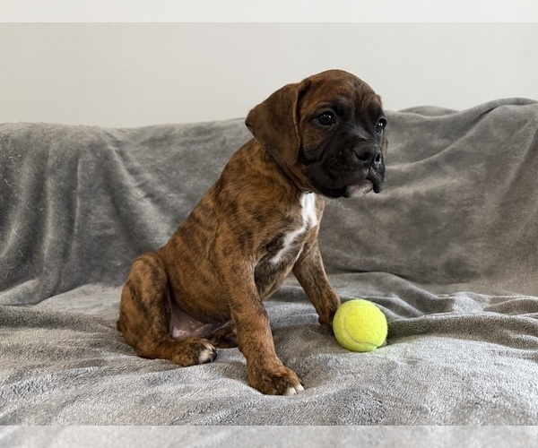 Medium Photo #13 Boxer Puppy For Sale in WEST COLUMBIA, SC, USA