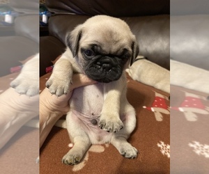 Pug Puppy for sale in SEVIERVILLE, TN, USA