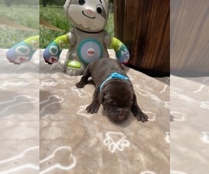 Labrador Retriever Puppy for Sale in NEOLA, West Virginia USA