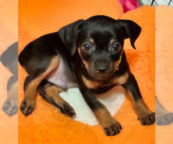 Medium Photo #1 Chiweenie Puppy For Sale in Minneapolis, MN, USA