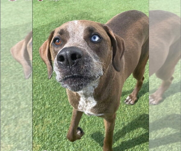 Medium Photo #2 Australian Shepherd-Redbone Coonhound Mix Puppy For Sale in Aurora, IN, USA