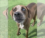 Small Photo #2 Australian Shepherd-Redbone Coonhound Mix Puppy For Sale in Aurora, IN, USA