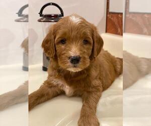 Goldendoodle-Poodle (Miniature) Mix Puppy for sale in KISSIMMEE, FL, USA