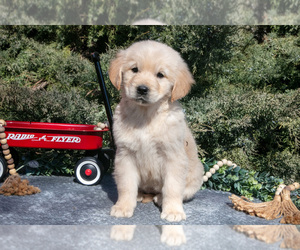 Medium English Cream Golden Retriever