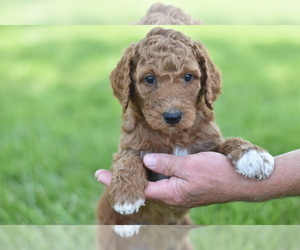 Poodle (Standard) Puppy for sale in MOBERLY, MO, USA
