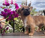 Small Photo #18 Mutt Puppy For Sale in Escondido, CA, USA