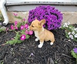 Small Photo #49 Pembroke Welsh Corgi Puppy For Sale in SHILOH, OH, USA