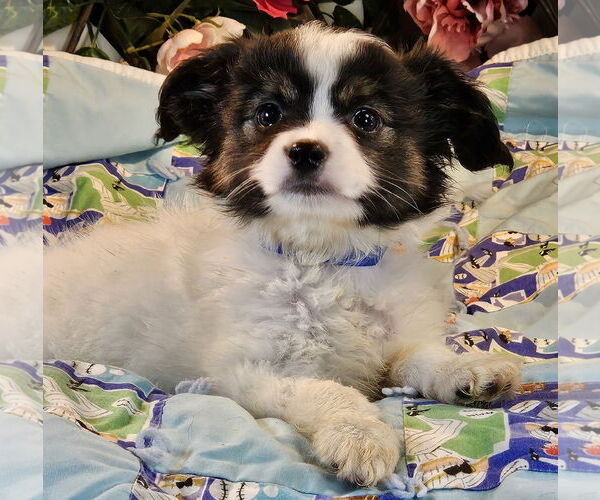 Medium Photo #1 Australian Shepherd-Papillon Mix Puppy For Sale in Bon Carbo, CO, USA