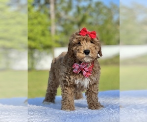 Goldendoodle (Miniature) Puppy for sale in FROSTPROOF, FL, USA