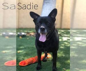 Sadie - Female Labrador Retriever-Unknown Mix Dog for Adoption - Photo #41