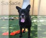 Small #40 Labrador Retriever Mix