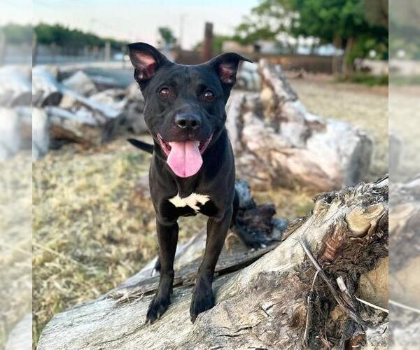 Medium Photo #2 American Pit Bull Terrier-Unknown Mix Puppy For Sale in Modesto, CA, USA