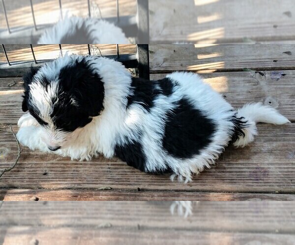 Medium Photo #12 Pyredoodle Puppy For Sale in MARION, TX, USA