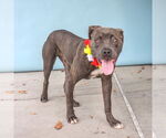 Small #1 American Pit Bull Terrier