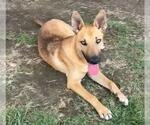 Small Photo #2 German Shepherd Dog-Unknown Mix Puppy For Sale in Riverside, CA, USA