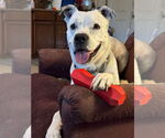 Small Photo #4 Bulldog-Unknown Mix Puppy For Sale in Chandler, AZ, USA