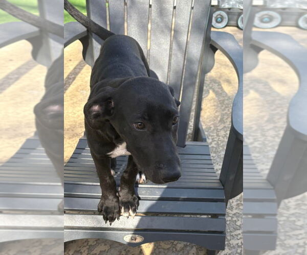 Medium Photo #11 German Shepherd Dog-Great Dane Mix Puppy For Sale in Bullard, TX, USA