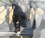 Small #10 German Shepherd Dog-Great Dane Mix