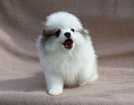 Medium Photo #10 Pomeranian Puppy For Sale in WEST PALM BEACH, FL, USA