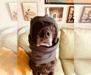Labrador Retriever-Unknown Mix Dogs for adoption in Aurora, IN, USA