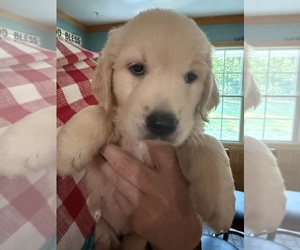Medium Golden Retriever