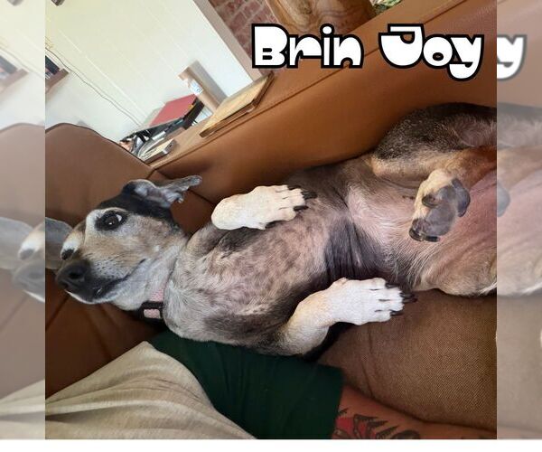 Medium Photo #36 Dachshund Puppy For Sale in San Antonio, TX, USA