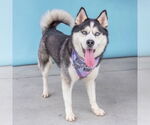 Small #1 Siberian Husky