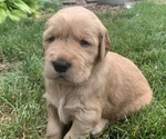 Small Photo #8 Golden Retriever Puppy For Sale in ELKHART, IN, USA