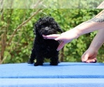 Small #15 Poodle (Toy)