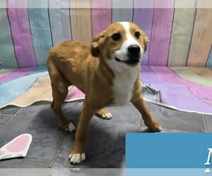 Marion Bros : Moe - Male Beagle-Unknown Mix Dog for Adoption - Photo #3