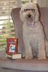 Small Photo #1 Labradoodle Puppy For Sale in HILL COUNTRY VILLAGE, TX, USA