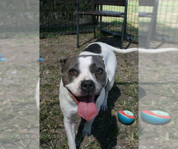 Medium Photo #2 Mutt Puppy For Sale in Abbeville, LA, USA