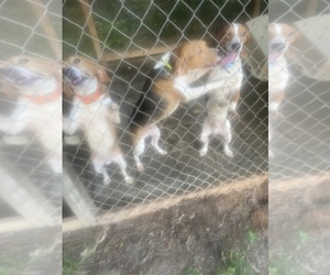 American Eagle Dog Puppy for sale in ECHO, AL, USA