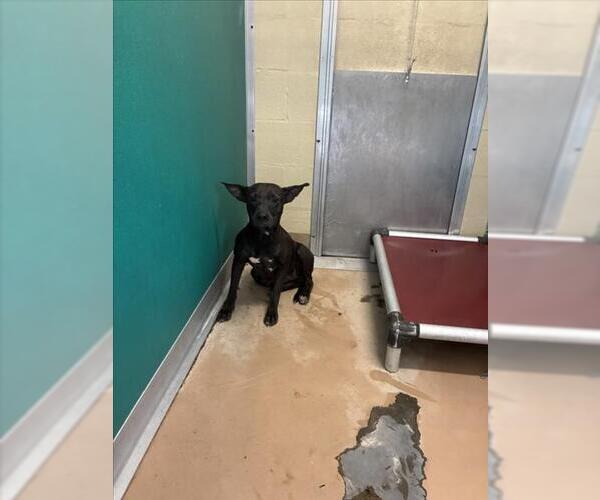 Medium Photo #1 Chihuahua Puppy For Sale in Texas City, TX, USA